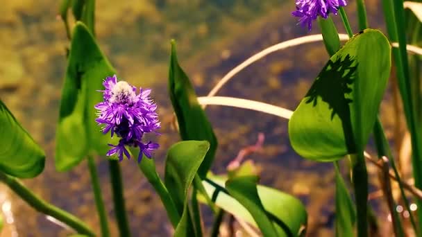 Çayırdaki Kır Çiçekleri Otlar Rüzgarda Ağır Çekimde Sallanıyor Yabani Çiçekler — Stok video