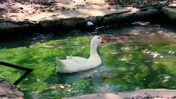 Solo Pato Blanco Flota Serenamente Tranquilo Lago Verde Las Plumas — Vídeos de Stock