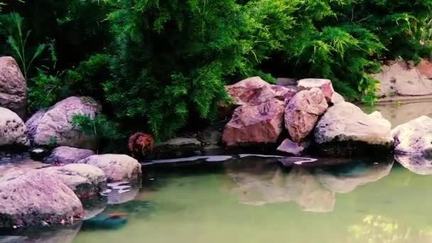 Green Nature Garden Decorarea Cascadei Mini Set Piatră Ferigă Tropicală — Videoclip de stoc