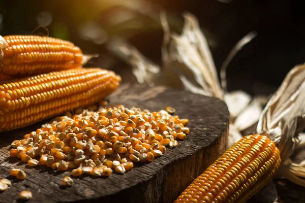 Eski ahşap zeminde tohumlar ve mısır kapsülleri. Nişasta üretiminin ana hammaddesi. Tüketim ve ekin için tahıl topladım..