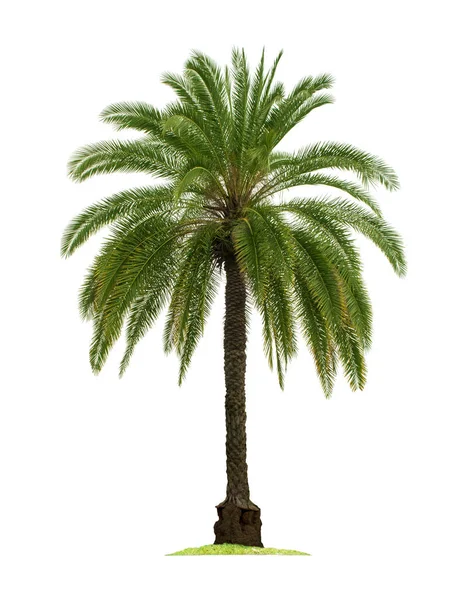 Palmiye Ağacı Bahçe Tasarımı Için Kırpma Yolları Olan Beyaz Arka Stok Fotoğraf