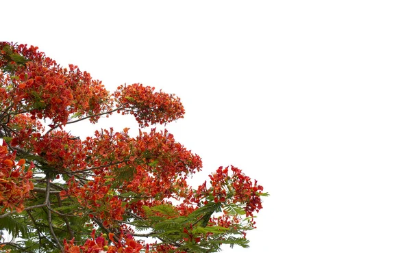 Flame tree or Royal Poinciana tree isolated on white background for garden design. Tropical species found in Asia. The plants are blooming with beautiful red flowers.