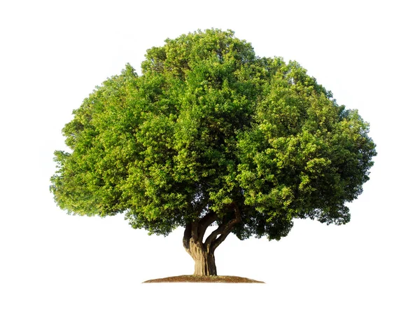 Bahçe tasarımı için kırpma yolları olan beyaz arkaplanda izole edilmiş ağaç. Asya ormanlarında tropikal türler bulundu.