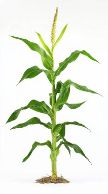 Corn plant isolated on a white background for garden design. A popular grain crop that is used for cooking or processing as animal food. Agriculture industry is growing today. clipart