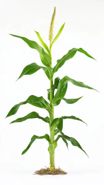 stock image Corn plant isolated on a white background for garden design. A popular grain crop that is used for cooking or processing as animal food. Agriculture industry is growing today.