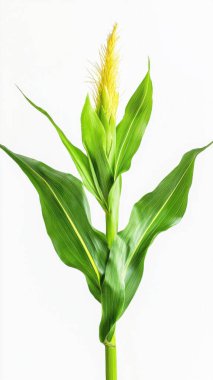 Corn plant isolated on a white background for garden design. A popular grain crop that is used for cooking or processing as animal food. Agriculture industry is growing today. clipart