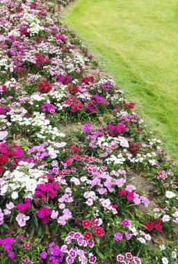 Grafik tasarımı veya duvar kağıdı için çiçek açan arkaplan. Bahar doğası ve ılık sabah güneşi..