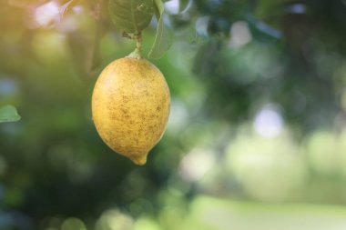 Yeşillik yaprakları olan bir ağaçtan sarkan limon dalıyla bulanık doğal bir arka plan oluşturulur. Citrus meyveleri genellikle yiyecek ve içecekler için tat olarak kullanılır..