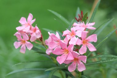 Ağacın üzerindeki pembe zakkum çiçeği sabah yumuşak güneş ışığı ile duvar kâğıdı veya grafik tasarımı için.