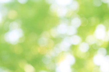 Yeşil doğa bokeh, soyut arka plan grafik tasarım veya duvar kağıtları için. Poster veya tebrik kartı yazdırma için doğal şablon.