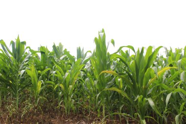 Mısır bitkisi bahçe tasarımı için beyaz arka planda izole edilmiş. Hayvansal gıda olarak pişirmek veya işlemek için kullanılan popüler bir tahıl mahsulü. Tarım endüstrisi bugün büyüyor.