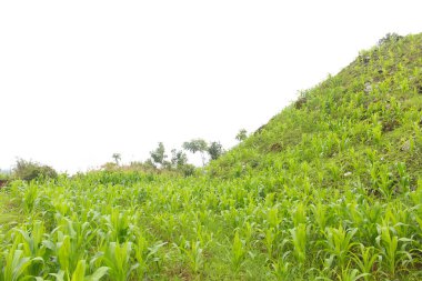 Ön planda olgun mısırlı tarım arazisi manzarası ve arka planda teraslı tepelerde düzgün çizilmiş yeşil ekinler. Çeşitli hayvan yemi türlerine dönüştürülebilen popüler bir ekonomik tesis..