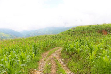 Ön planda olgun mısırlı tarım arazisi manzarası ve arka planda teraslı tepelerde düzgün çizilmiş yeşil ekinler. Çeşitli hayvan yemi türlerine dönüştürülebilen popüler bir ekonomik tesis..