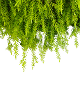 Grafik tasarımı veya duvar kağıdı için saydam arkaplanda yeşil yapraklar ve dallar izole edilmiş. Baskı için tropikal ilkbaharda doğal şablonlar. Fotoğraf posteri ya da tebrik kartı.