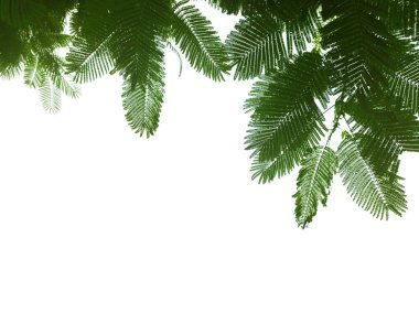 Grafik tasarımı veya duvar kağıdı için beyaz arkaplanda yeşil yapraklar ve dallar izole edilmiş. Baskı için tropikal ilkbaharda doğal şablonlar. Fotoğraf posteri ya da tebrik kartı. 