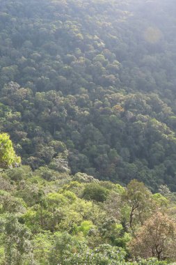 Yağmur ormanı ve dağın yüksek açılı görüntüsü