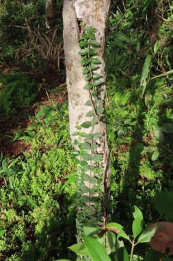 Yağmur ormanlarındaki ağaçta yosun var.