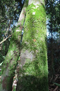 Yağmur ormanlarındaki ağaçta yosun var.