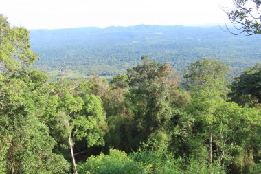 Yağmur ormanı ve dağın yüksek açılı görüntüsü