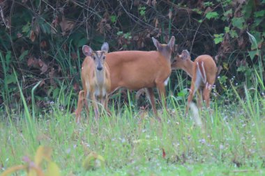 Common barking deer, Red muntjac clipart