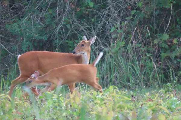 stock image Common barking deer, Red muntjac