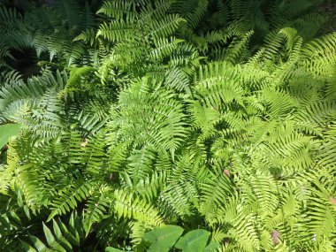 Yağmur ormanlarında yeşil eğreltiotu yaprağı