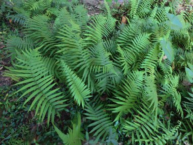 Yağmur ormanlarında yeşil eğreltiotu yaprağı