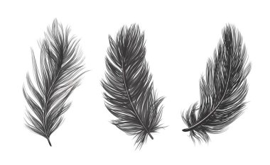 ISOLATED feathers. Drawn feathers feathers on a WHITE background.