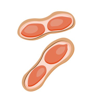 Peanut. Peanut bean isolated. nuts.vector illustration isolated on white background.