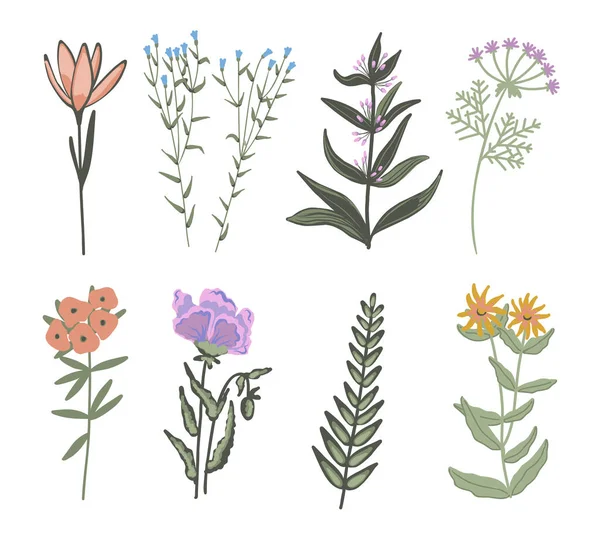 Croquis Fleurs Sauvages Brindilles Plantes Sauvages Objets Isolés — Image vectorielle