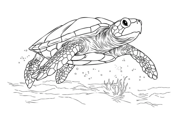 Desenho Para Colorir Turtle Coloring Vida Página Oceano Com Algas — Vetor de Stock