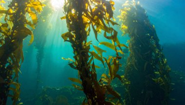 Su altı yosunları güneş ışınlarıyla aydınlatılır, ışık kuyuları doğal bokeh oluşturur.. 