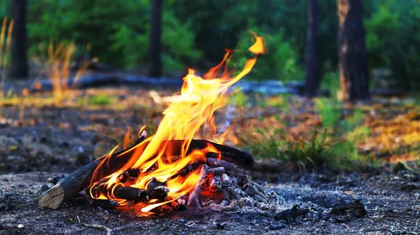 Bonfire in the forest close-up. Outdoor recreation, camping and tourism.