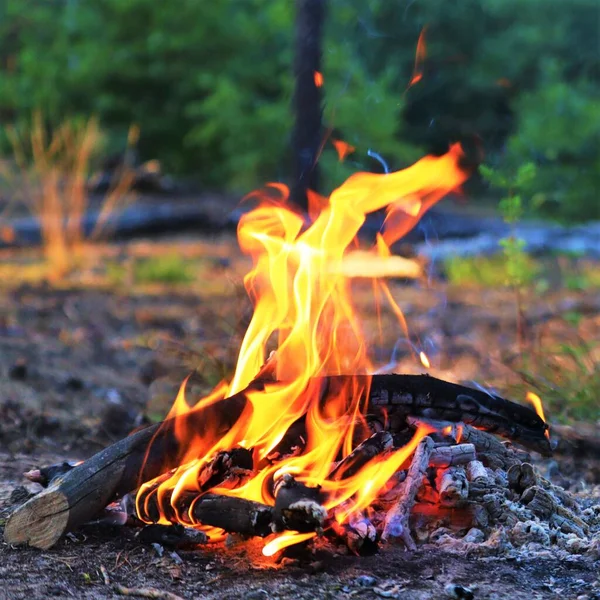 Bonfire in the forest close-up. Outdoor recreation, camping and tourism.