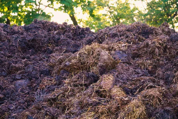 Big pile of cow dung on the farm.