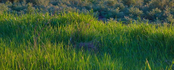 緑の野生の草を閉じる ストック写真