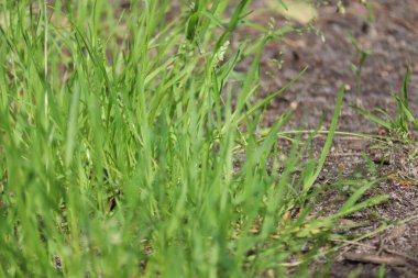 Grass in the forest close up.