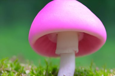 Pink magic or hallucinogenic mushroom.