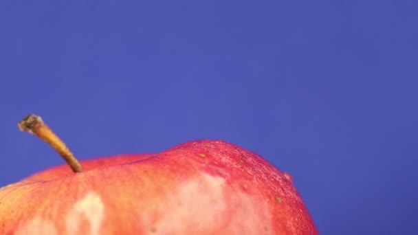 蓝色背景下的湿红色天然苹果 — 图库视频影像