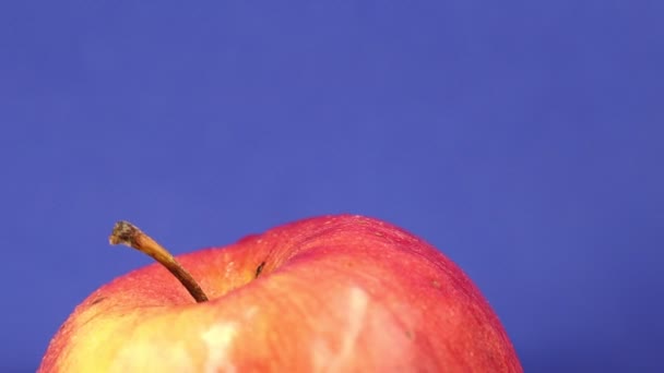 Obracanie Mokre Czerwone Naturalne Jabłko Niebieskim Tle — Wideo stockowe