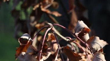 Kuru yapraklar bir ağaca yakın duruyor. Kuraklık, sonbahar.