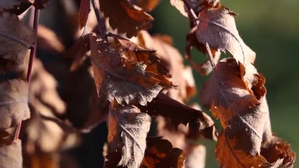 Сухие Листья Закрываются Дереве Засуха Осень — стоковое видео