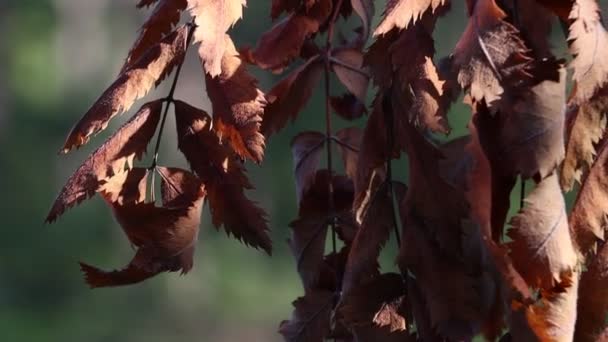 Сухе Листя Крупним Планом Дереві Посуха Осінь — стокове відео