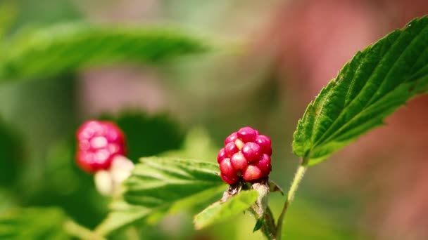Blackberry Gros Plan Dans Forêt Baies Sauvages Naturelles — Video