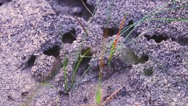 Formigas Tocas Areia Close Imagens Vídeo Natureza — Vídeo de Stock