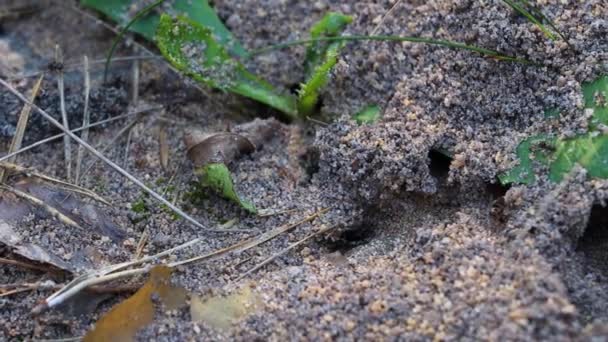 Formigas Tocas Areia Close Imagens Vídeo Natureza — Vídeo de Stock