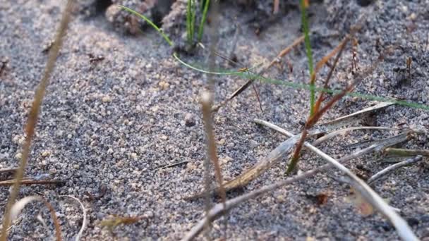 Formigas Tocas Areia Close Imagens Vídeo Natureza — Vídeo de Stock