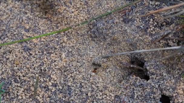Formigas Tocas Arenosas Close — Vídeo de Stock