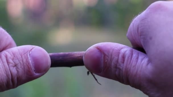 남자의 자연에서 건조한 가지를 레크리에이션 비디오 — 비디오