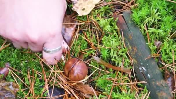 Vídeo Captura Cogumelos Close Floresta Hobbies Recreação — Vídeo de Stock